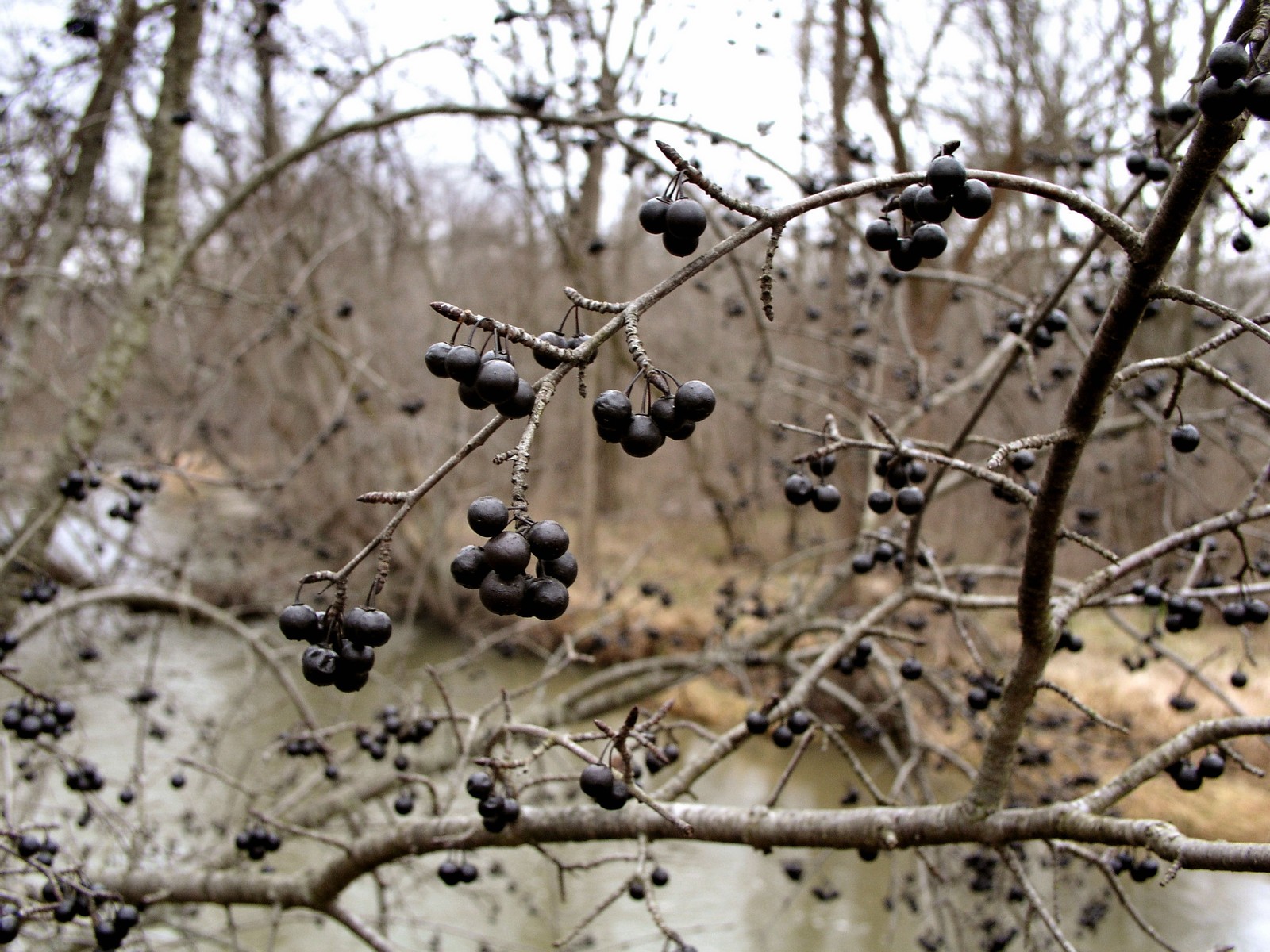 200412113162 common Buckthorn (Rhamnus cathartica) black berries on 15' tree - Oakland Co.JPG